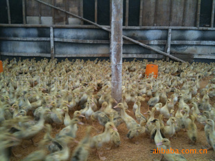 AG亚娱集团官方