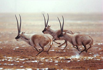 第4273章 捉地鼠【AG亚娱集团】(图3) ag亚娱官网