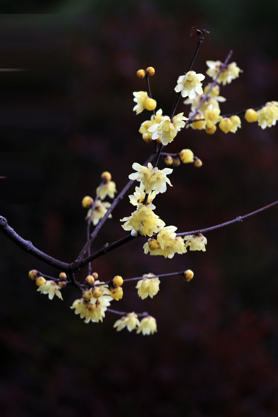 保险股表现弱势 西水股份连续四个交易日跌停|AG亚娱集团官方(图3) AG亚娱集团官方