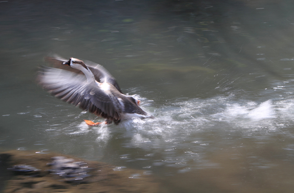 AG亚娱集团_开盘:两市低开沪指跌0.81% 科创50指数跌0.67%(图1) AG亚娱集团